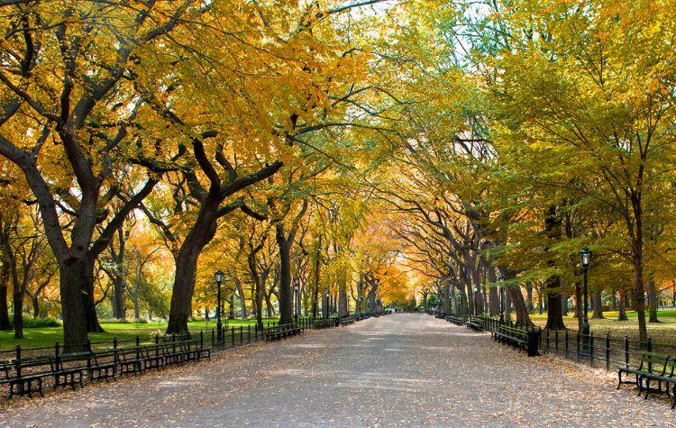 Central Park in New York City