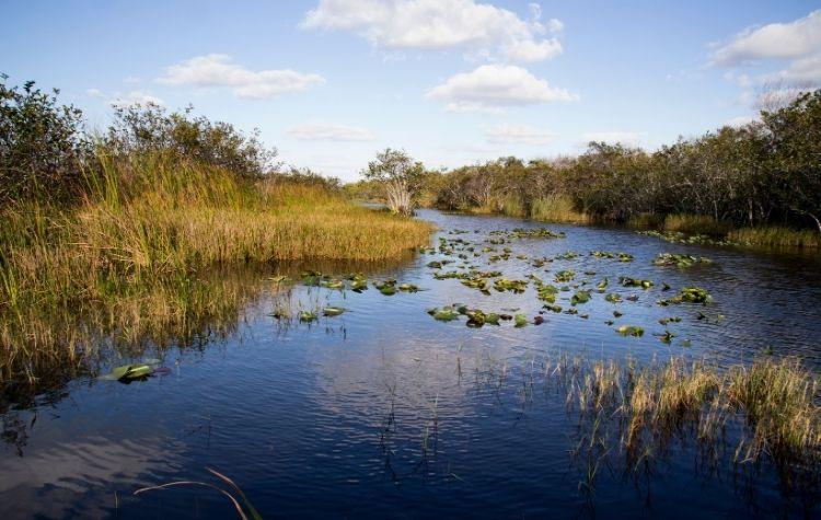 Florida Everglades