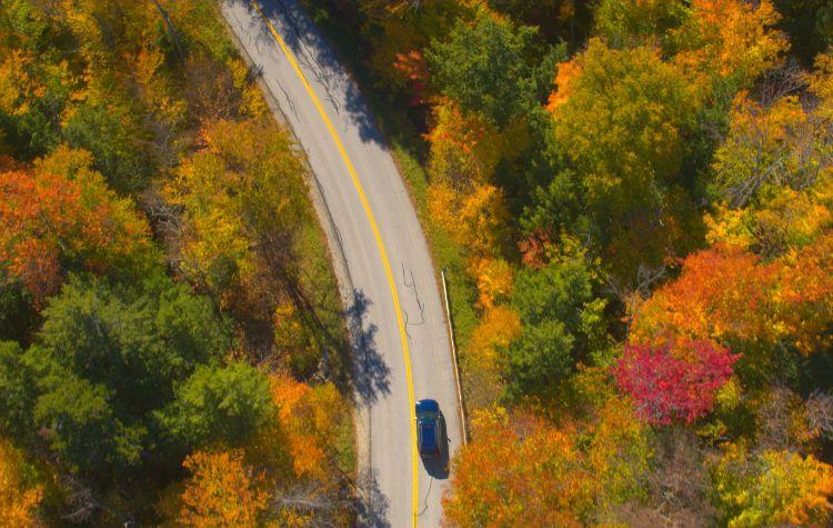 Leaf peeking on the highway