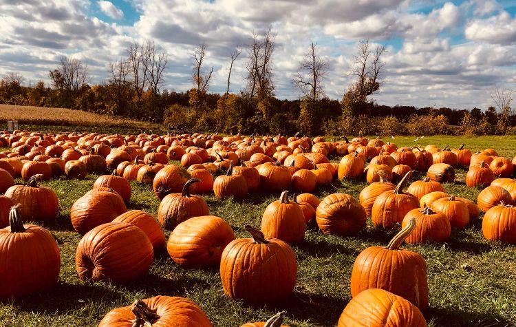 Pumpkin picking