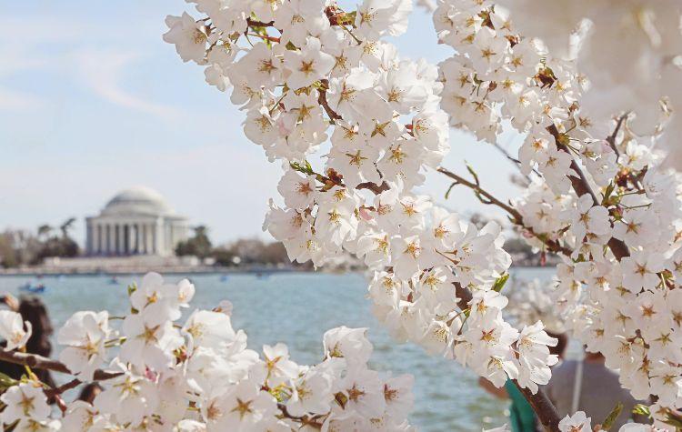 Spring in Washington DC